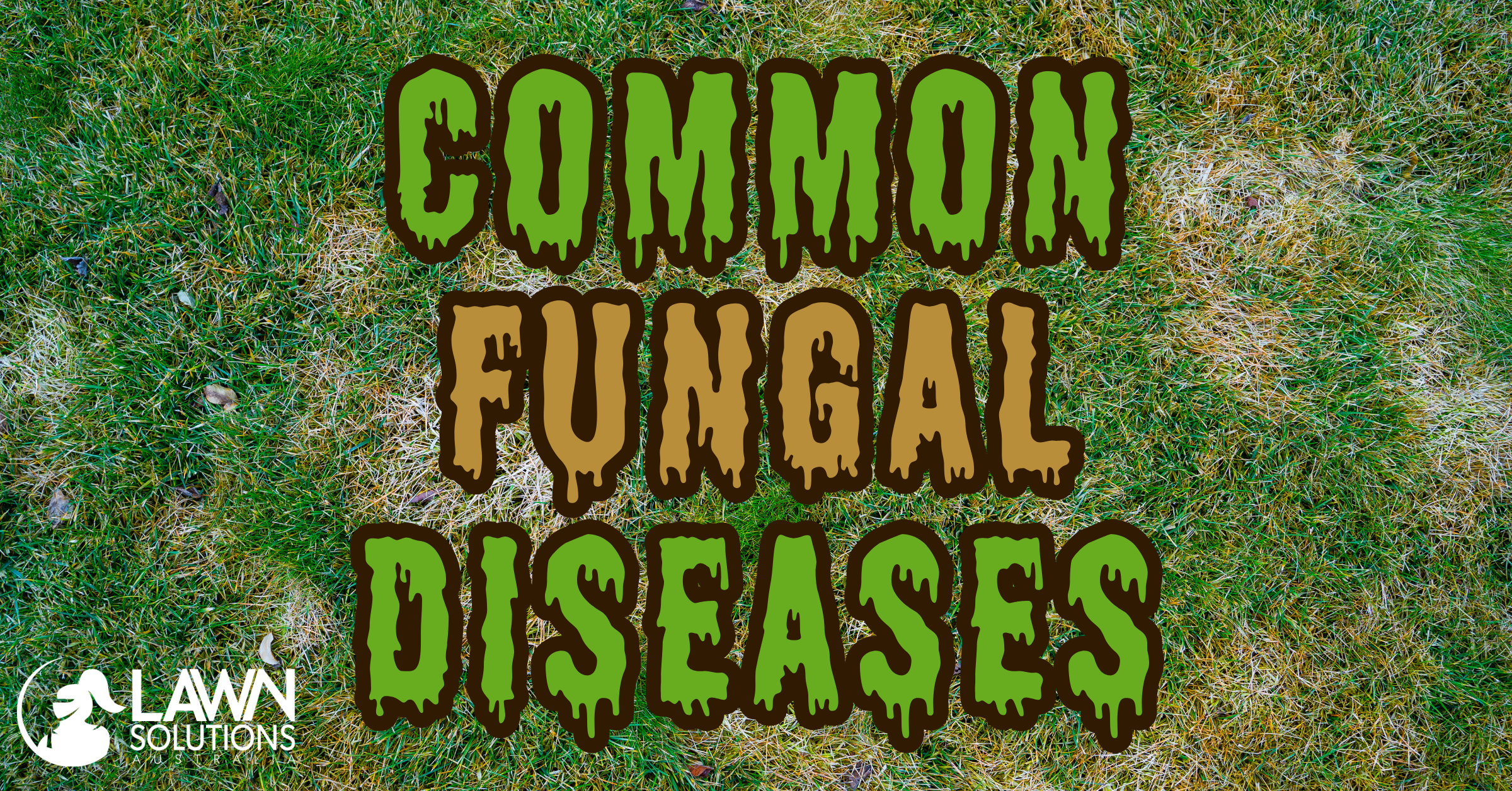 Common Fungal Diseases in Lawns