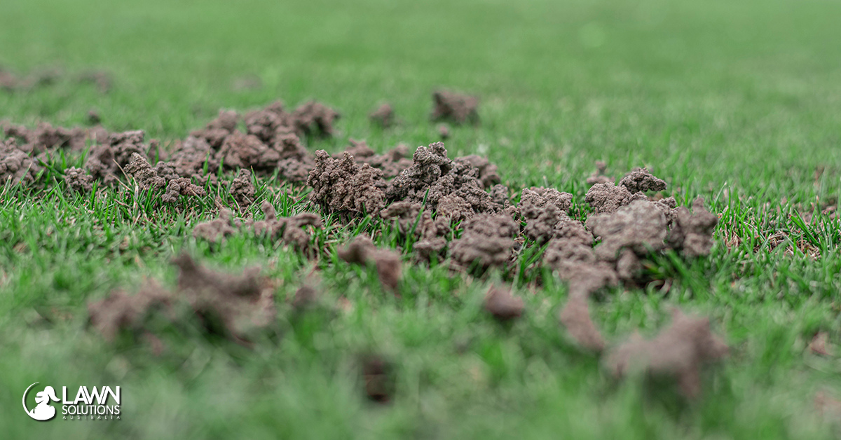 Earthworms and Your Lawn
