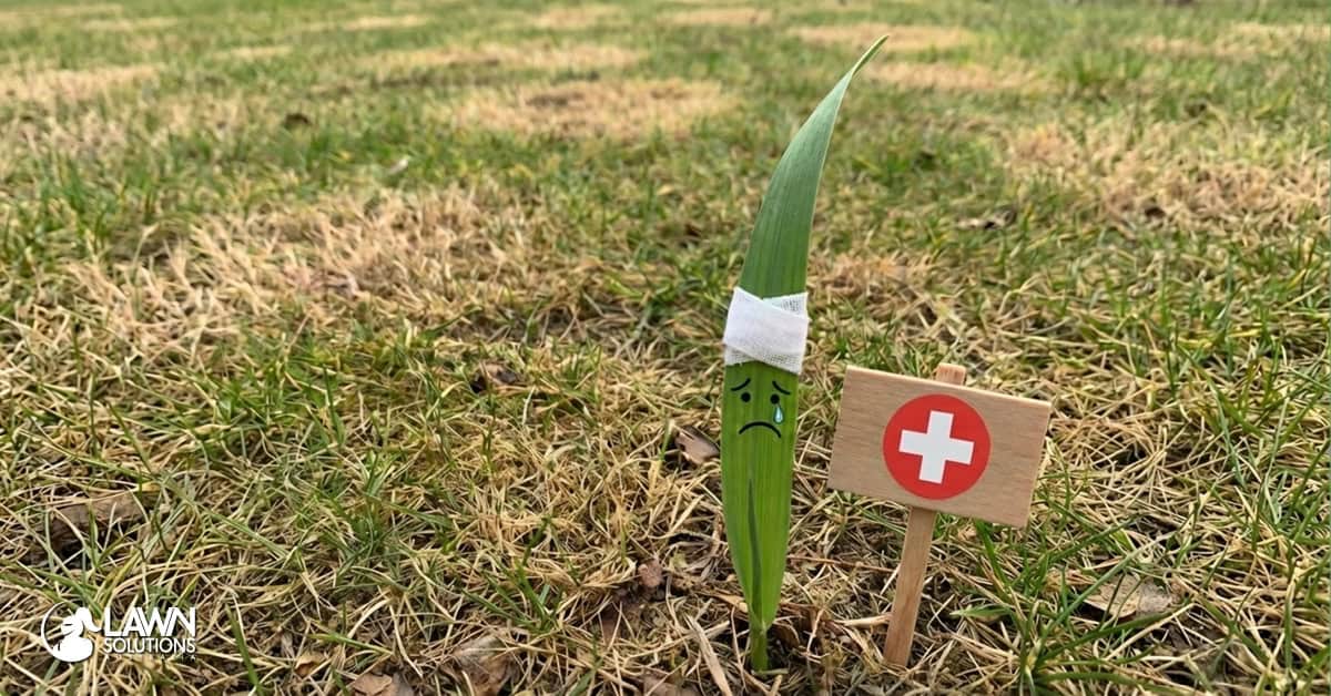 How to Help Your Lawn Repair After Grub Damage