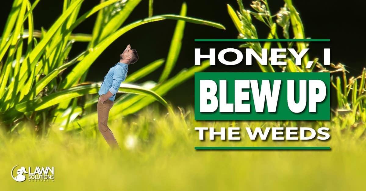 When Should I Apply a Pre-Emergent Herbicide?