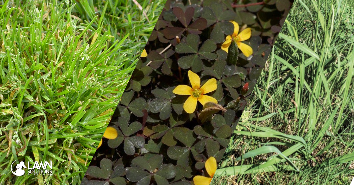 What Weeds Grow in Autumn and How Do I Remove Them?