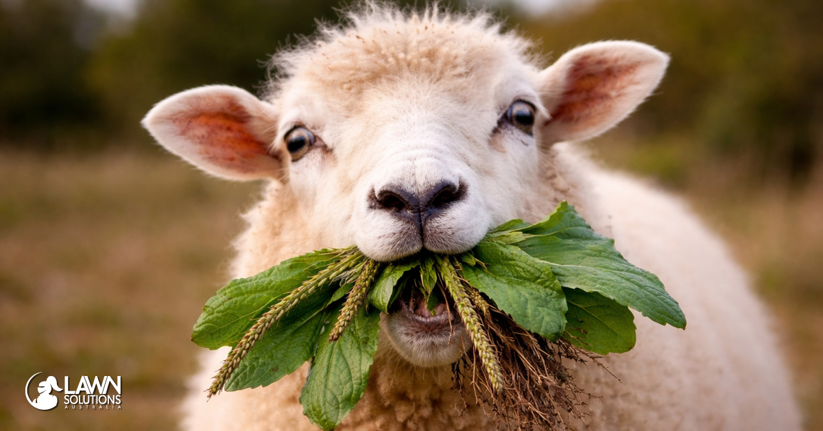 How To Remove Lambs Tongue from Your Lawn