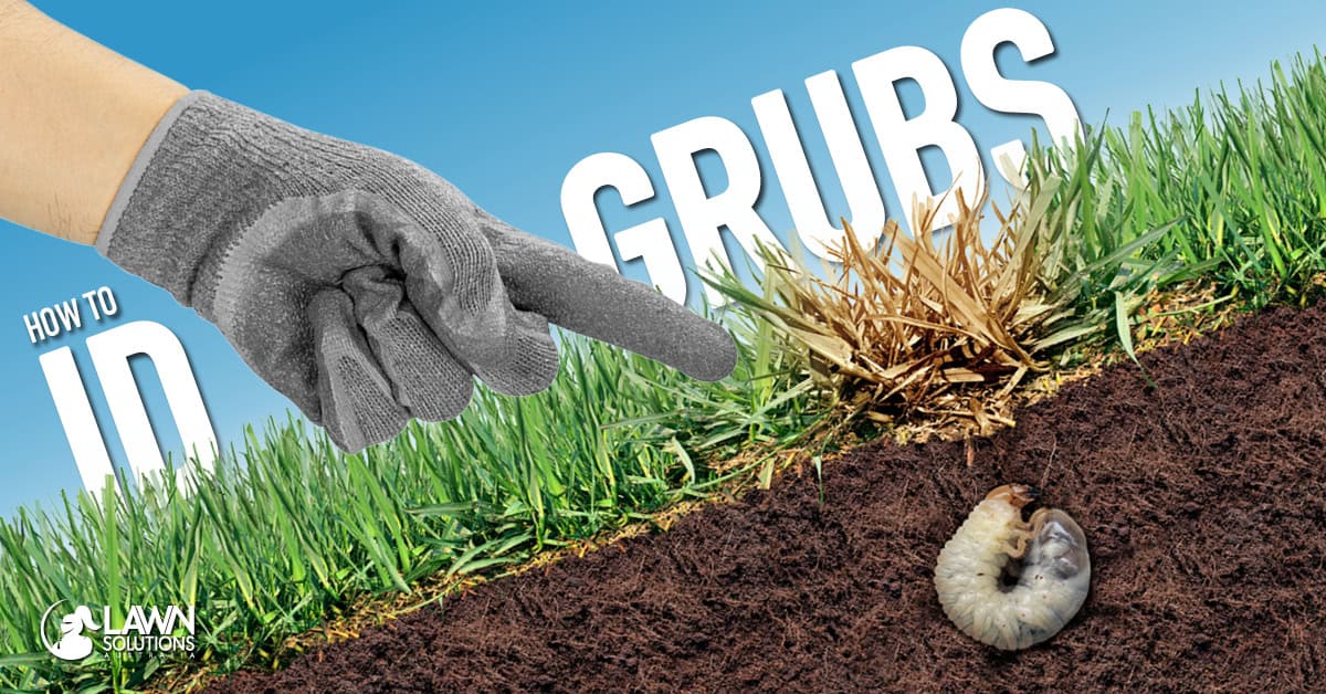 How to Identify Lawn Grubs & How to Treat Them
