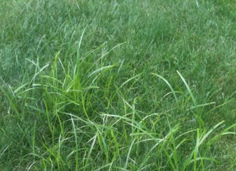 How do I identify Nutgrass?