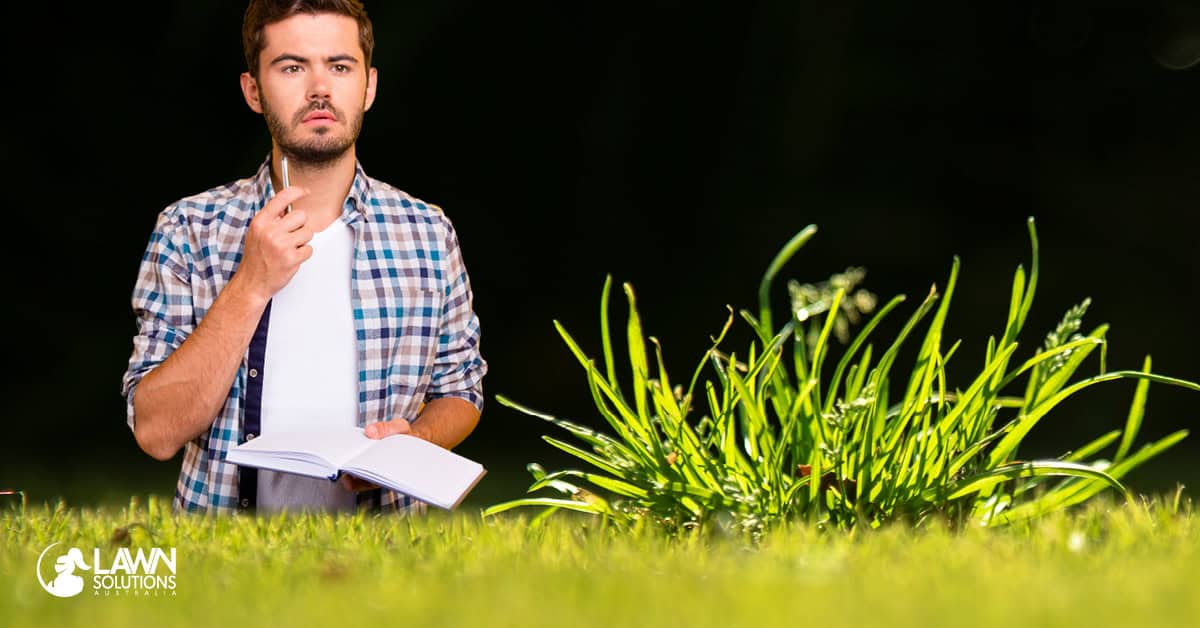 The Ultimate Lawn Weed Guide