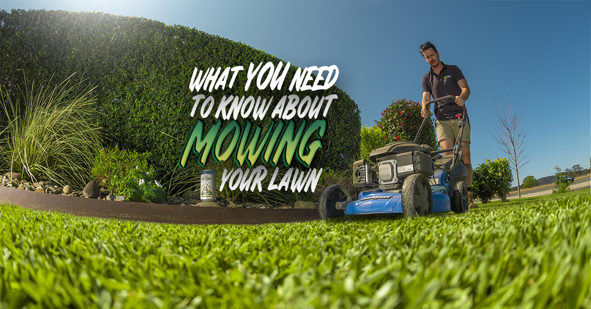 What You Need to Know About Mowing