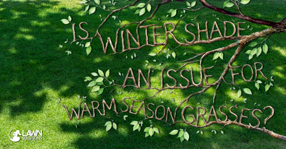 Is Winter Shade an Issue for Warm Season Grasses?