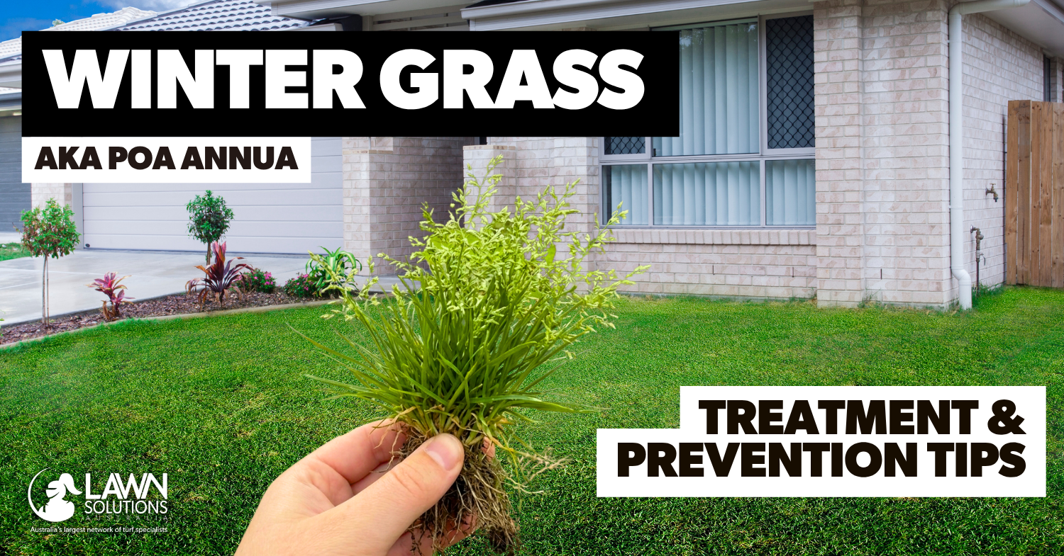 How to Identify and Treat Winter Grass (Poa annua)