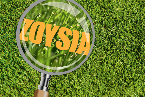 Zoysia Grass in focus
