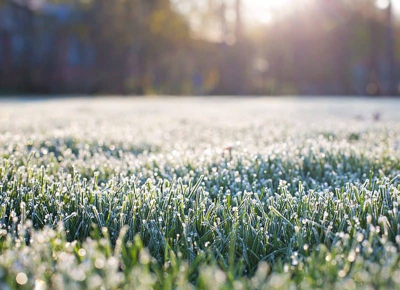 Installing a new lawn in winter