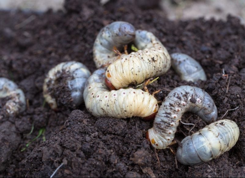 African Black Beetle | Lawn Grubs